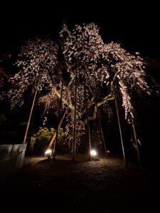 本紹寺しだれざくらライトアップについて